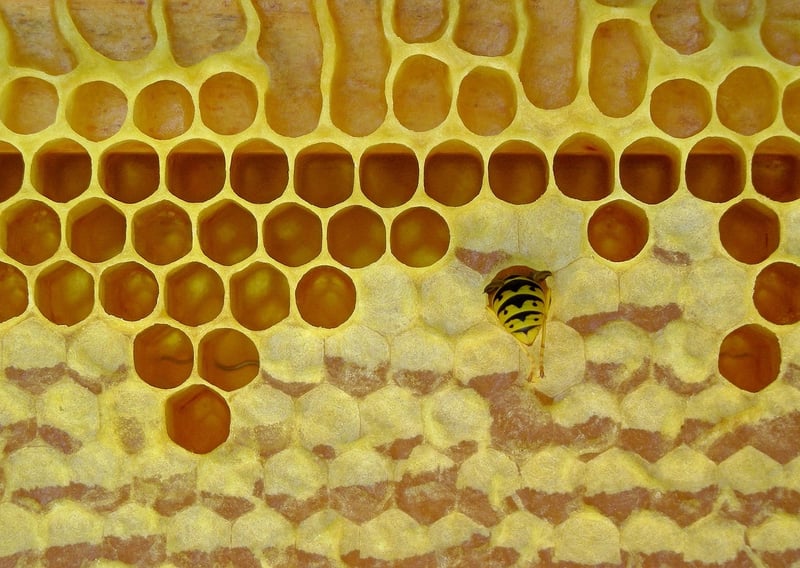 Beeswax wraps for food storage
